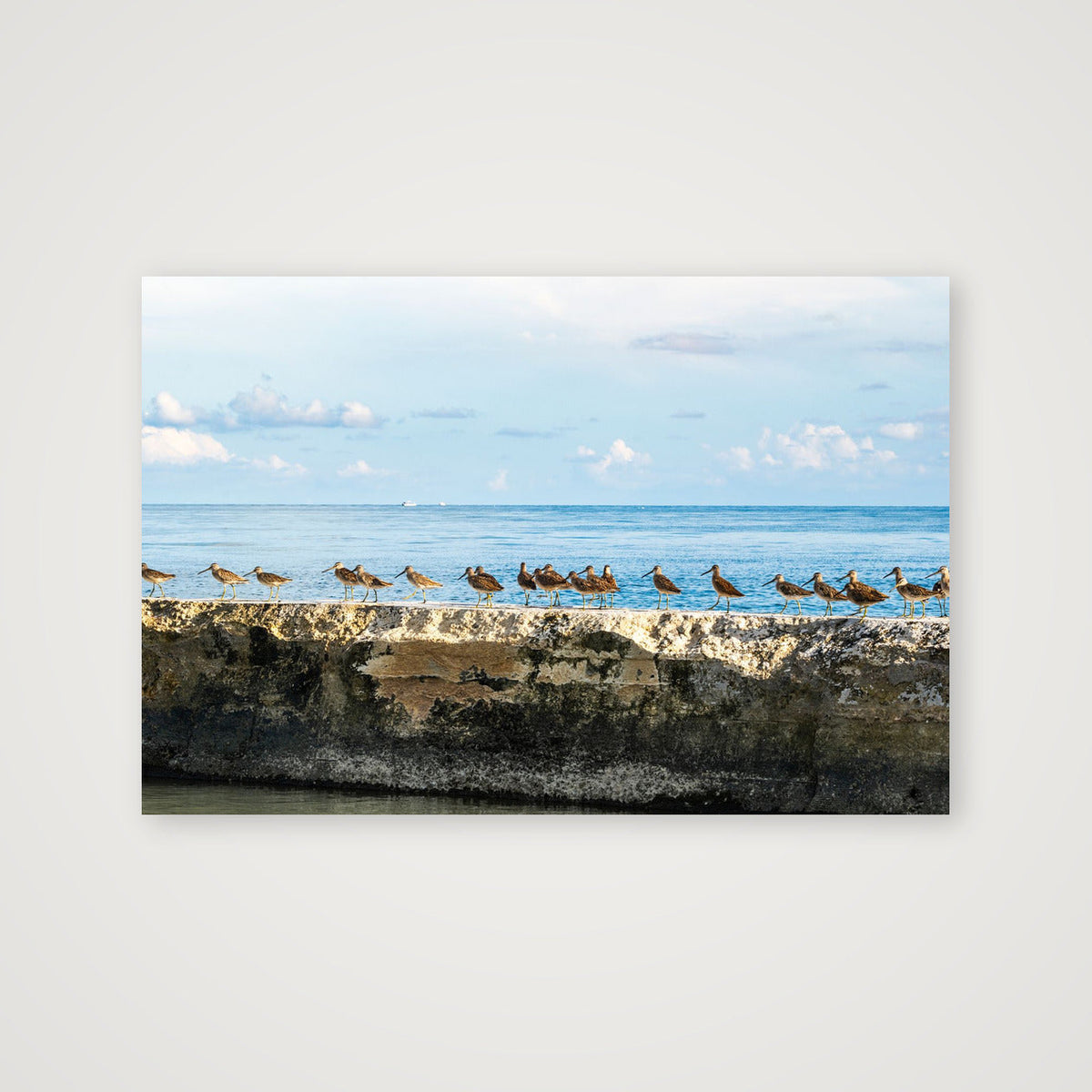 Marbled Godwits at Rest — 76×51cm, 30×20" Print only