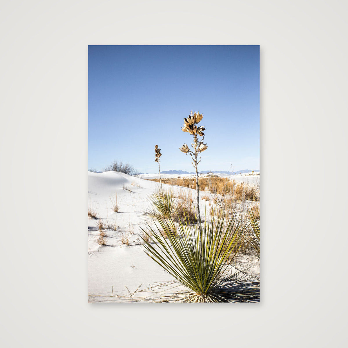 Yucca in White Sands — 102×152cm, 40×60" Print only