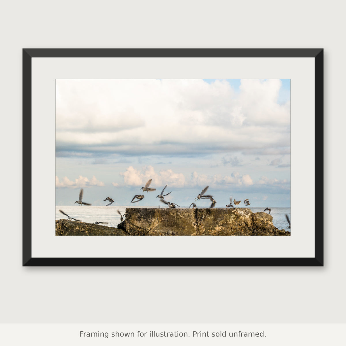 Marbled godwits lifting into flight above a Florida Keys coastal shoreline. Print sold unframed.