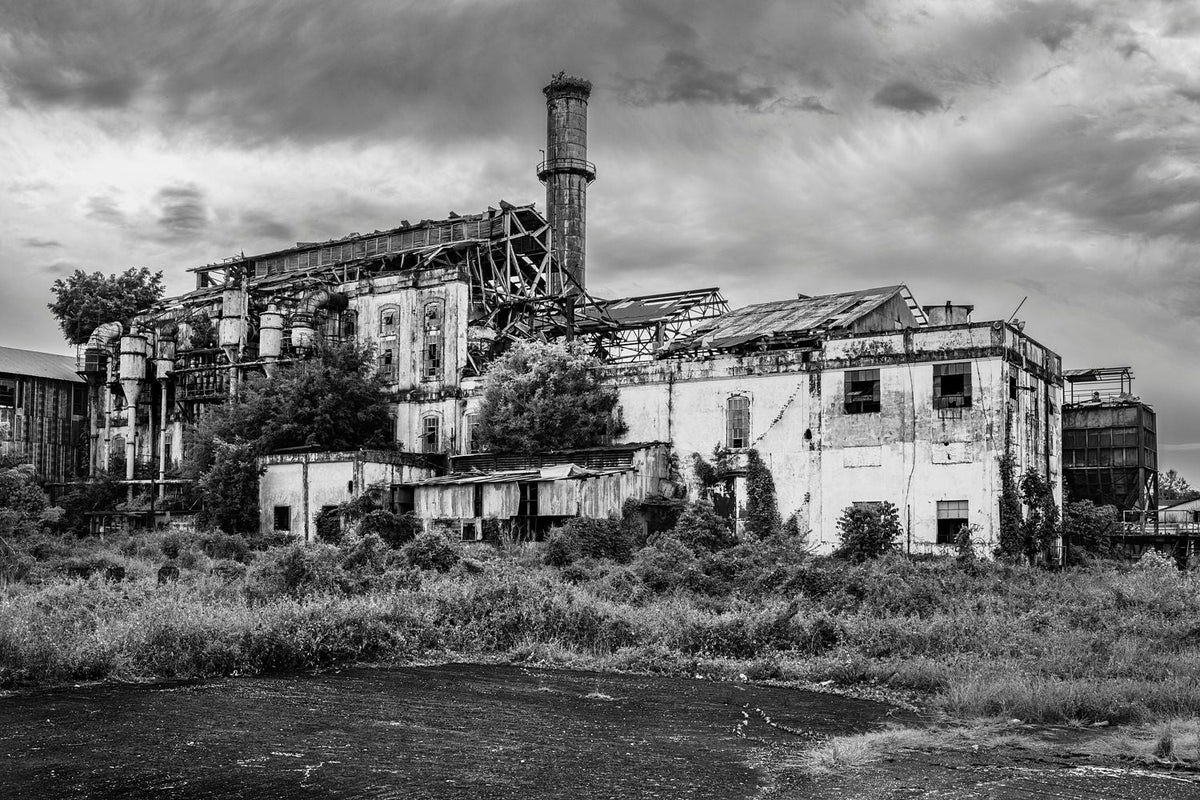 Black-and-white photograph of overgrowth around the Central Coloso sugar mill ruins in Aguada, Puerto Rico.