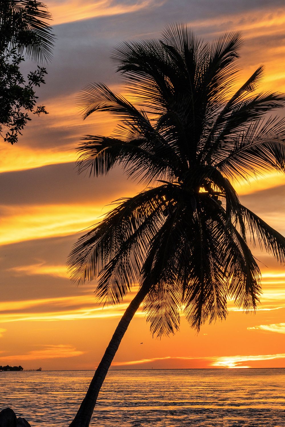 Lone palm tree silhouetted against glowing orange and pink sunset clouds in the Florida Keys.