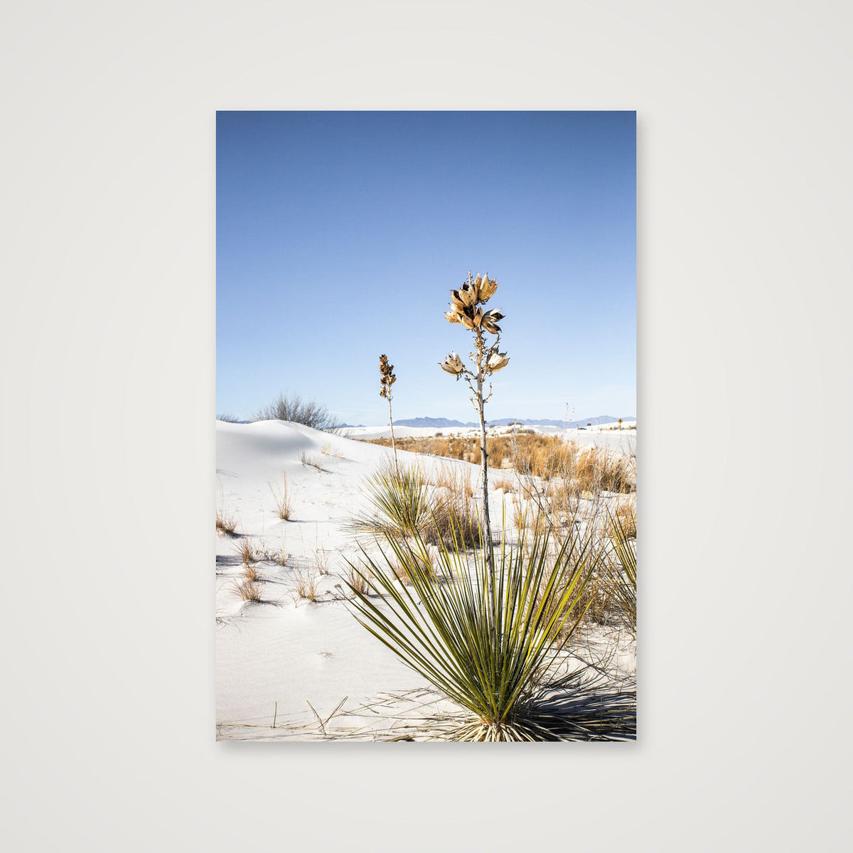 Yucca in White Sands — 41×61cm, 16×24" Print only