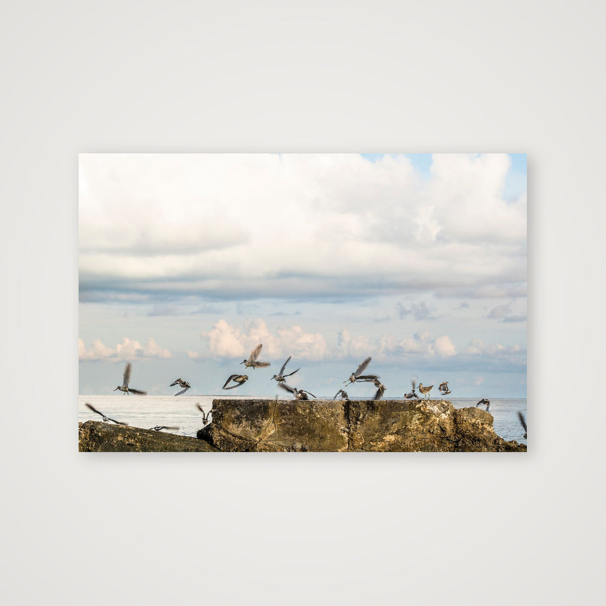 Marbled Godwits in Flight — 137×91cm, 54×36" Print only