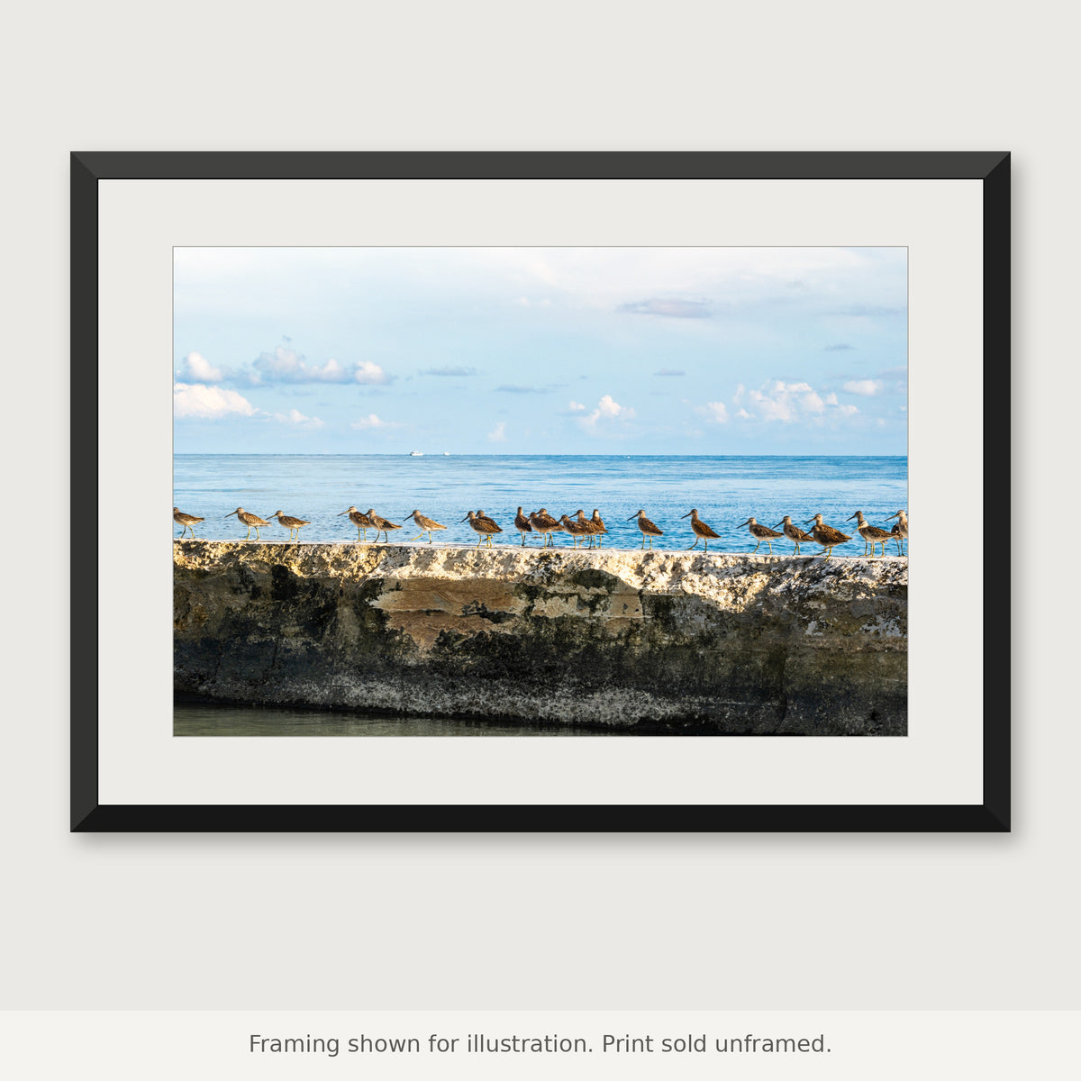 Marbled godwits standing together at the water’s edge along a Florida Keys shoreline. Print sold unframed.