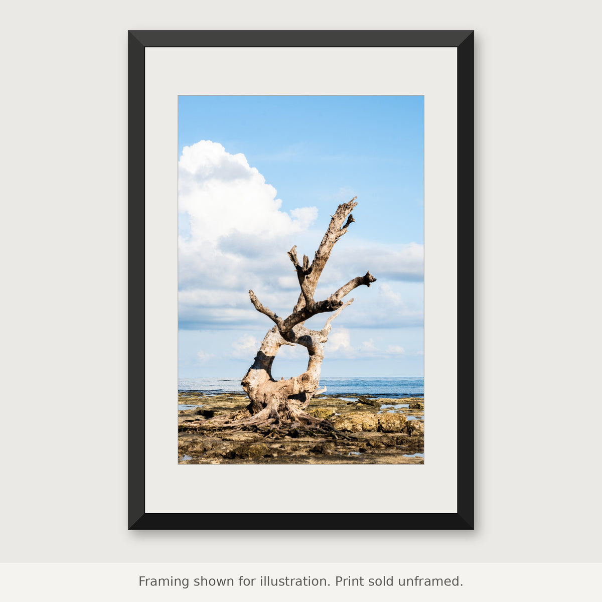 Weathered skeletal tree standing alone at low tide along a quiet Florida Keys shoreline. Print sold unframed.
