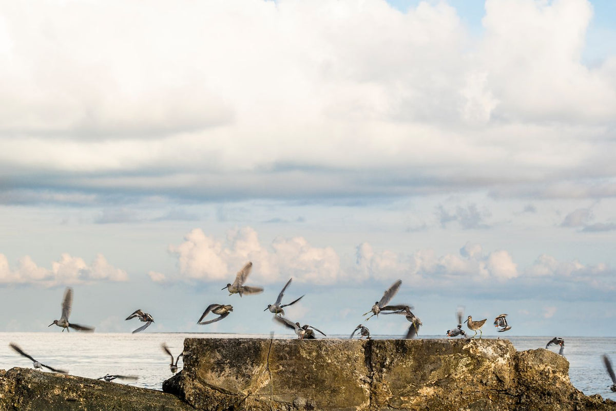 Marbled godwits lifting into flight above a Florida Keys coastal shoreline.