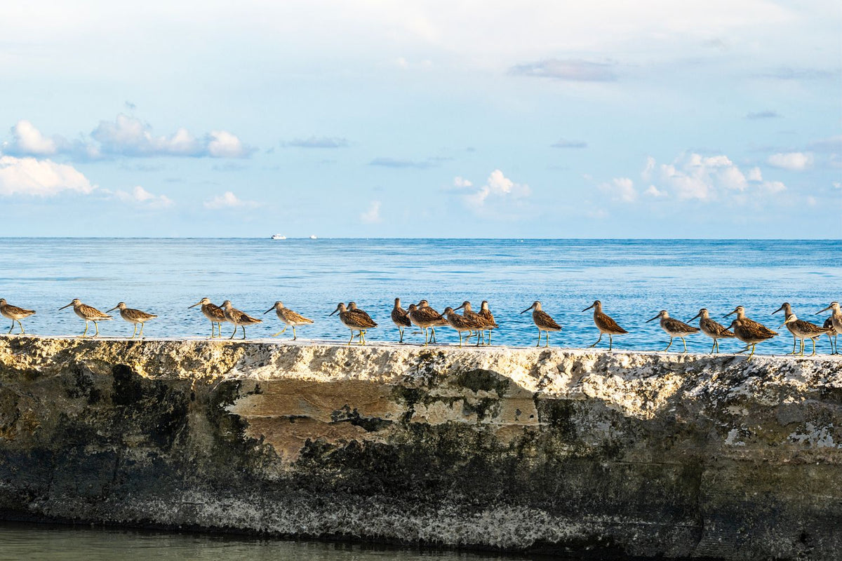 Marbled godwits standing together at the water’s edge along a Florida Keys shoreline. Print sold unframed.