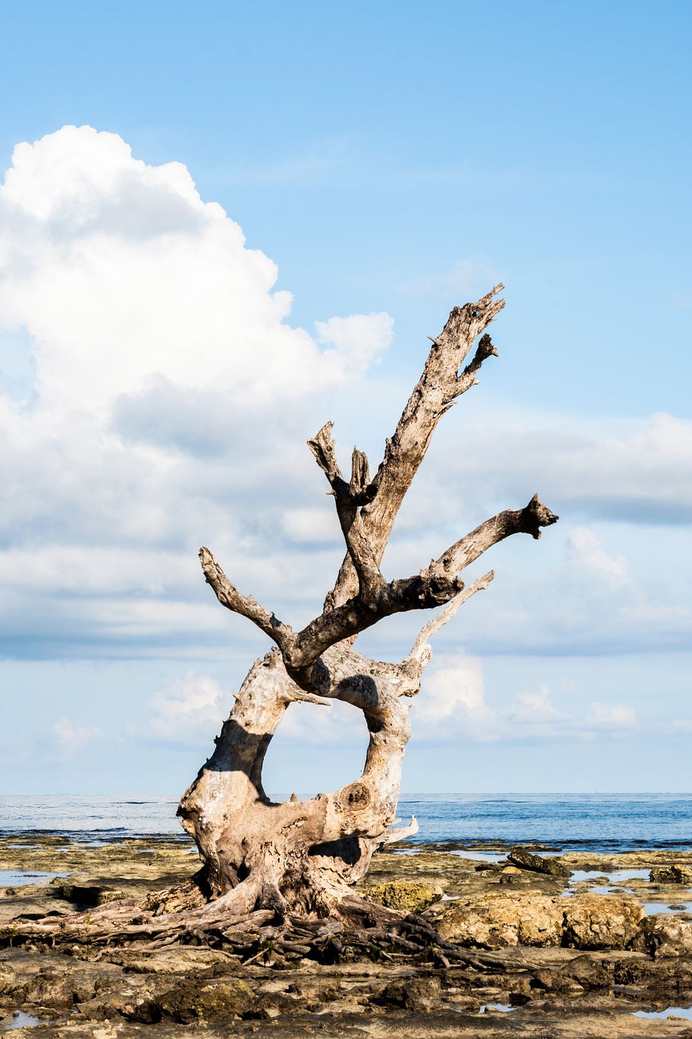 Weathered skeletal tree standing alone at low tide along a quiet Florida Keys shoreline.