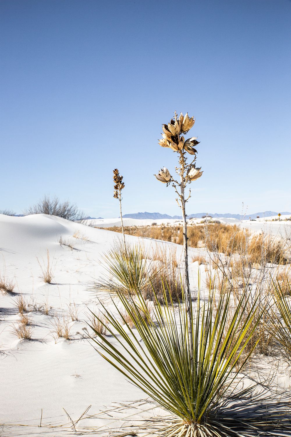 A yucca with slender green leaves and tall seed stalks among white dunes beneath a blue sky in New Mexico.